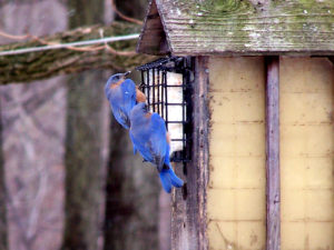 bluebirds-2